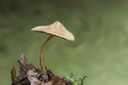 17 Pilzchen